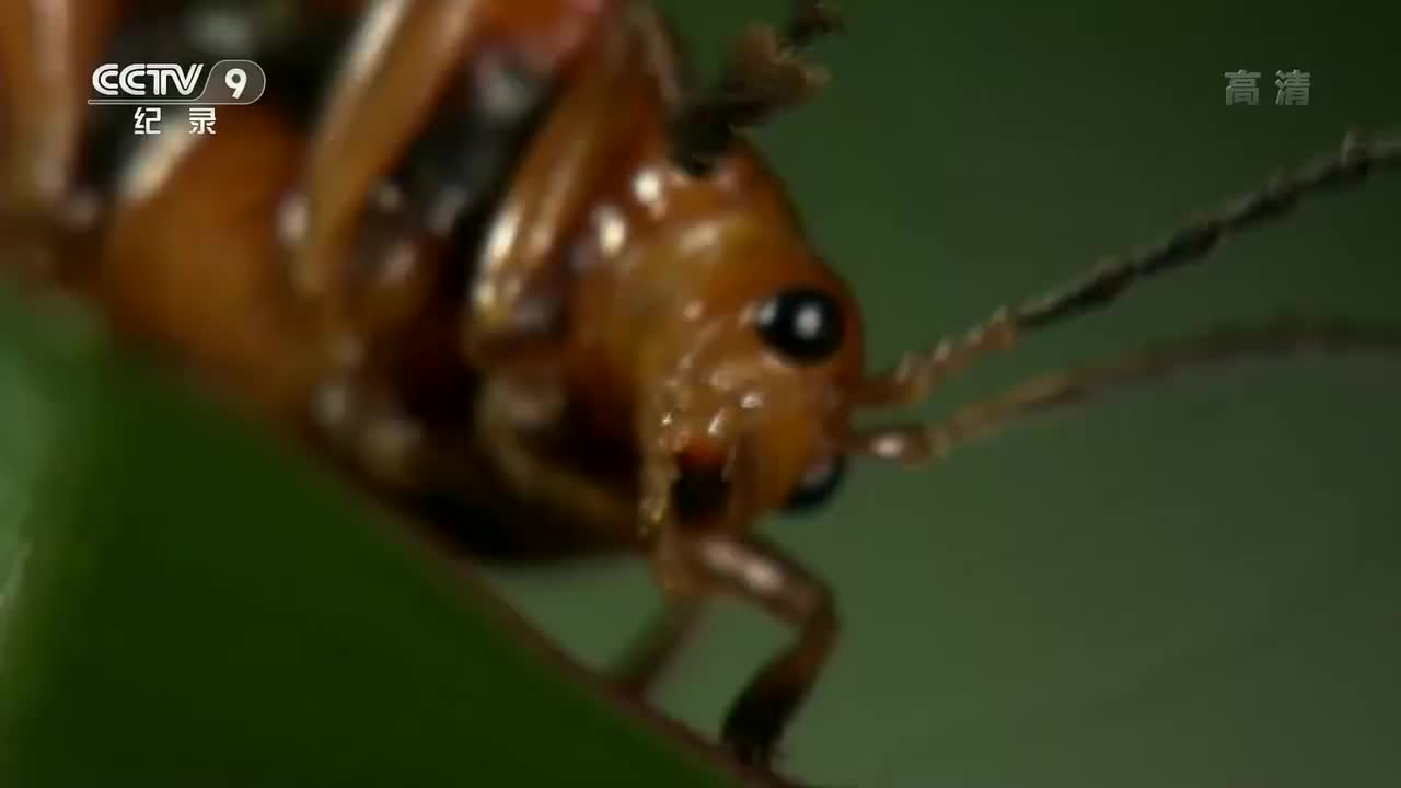 4. 取食的绝技（2）