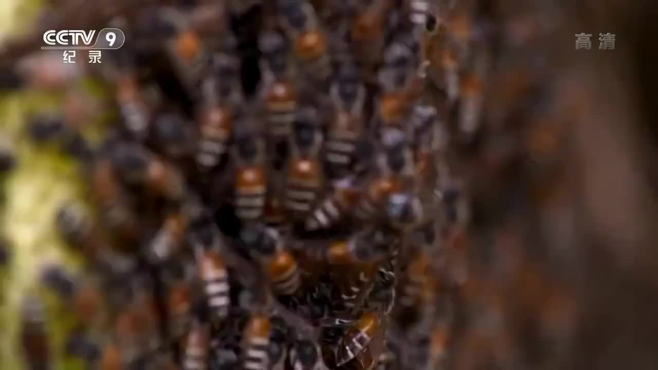 6. 群居的生活（2）