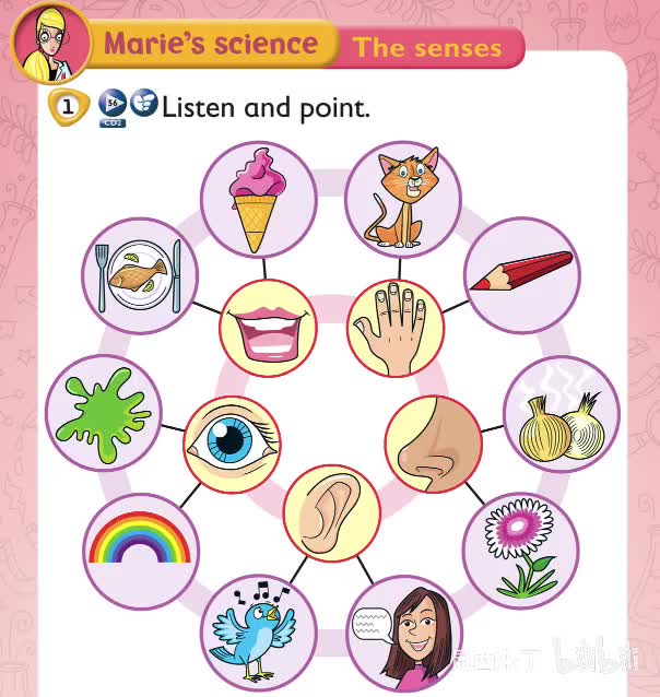 science - the senses