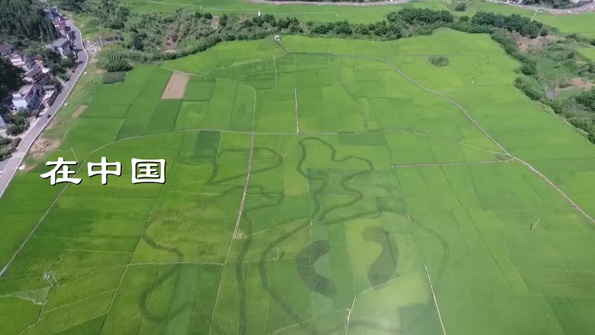无台标版