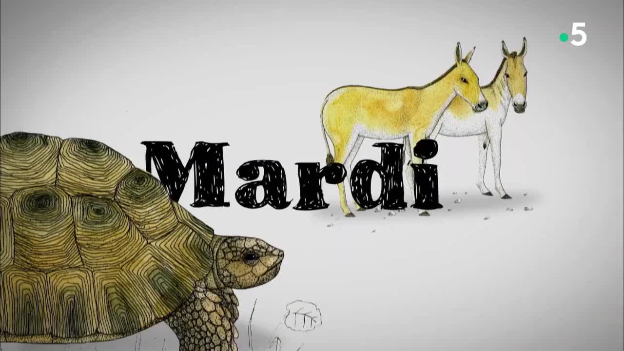 3.野驴敏捷动物类