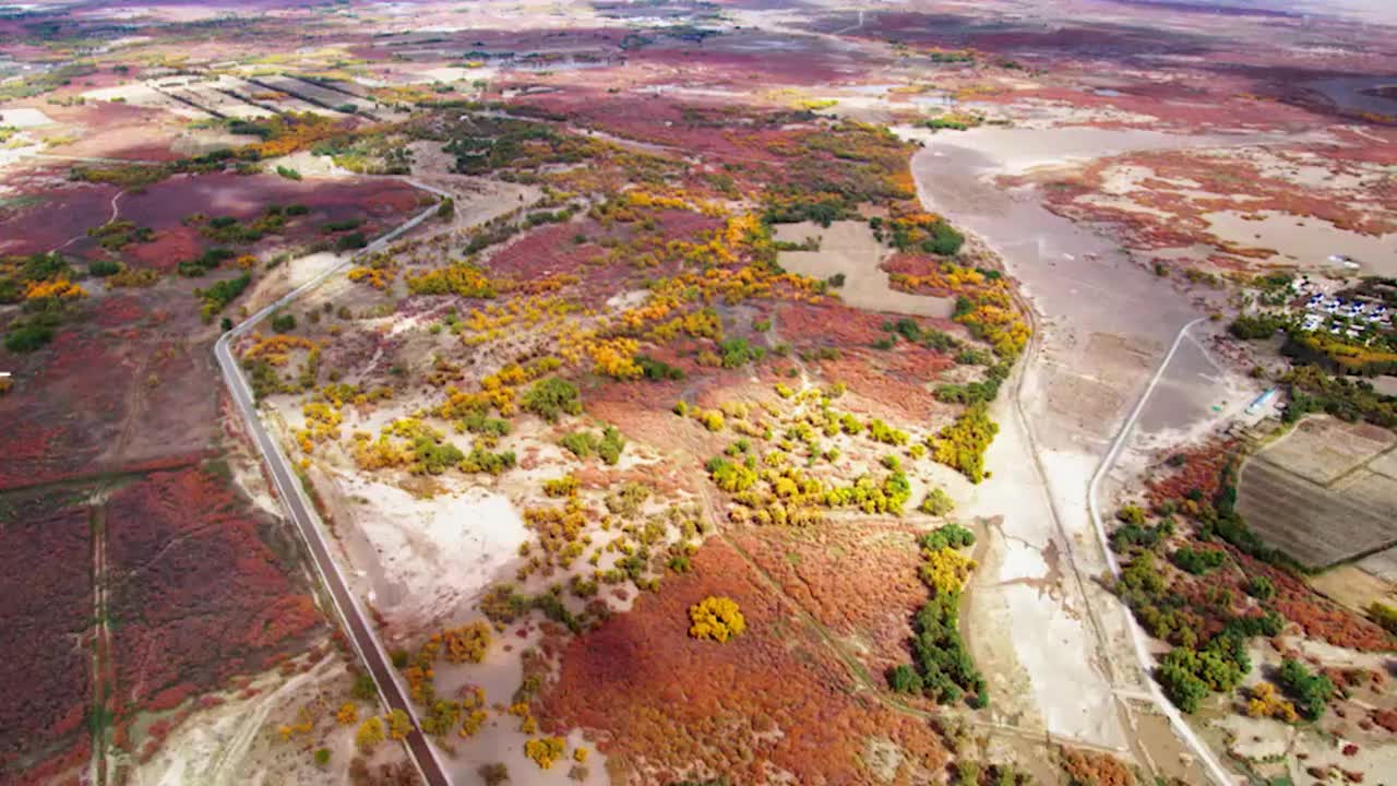 32、沙漠的守护神：胡杨