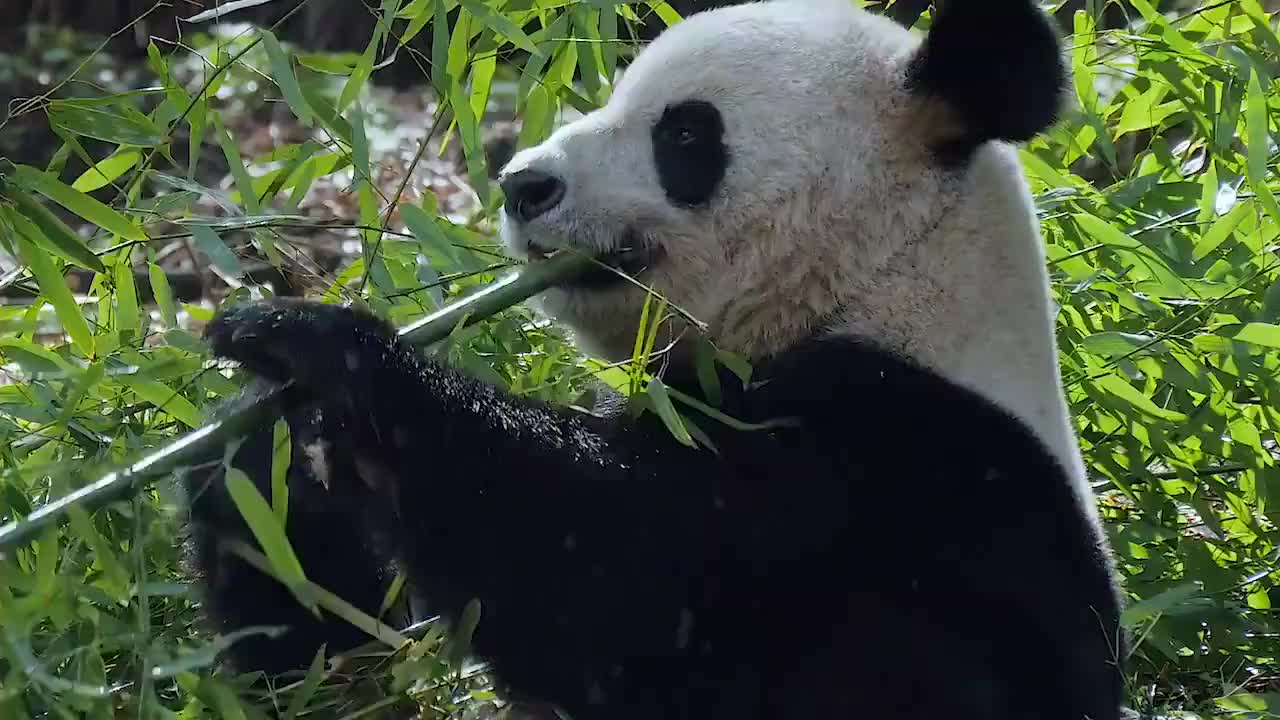 13、小熊猫跟妈妈学爬树 Amazing China-Tree Climbing Lesson