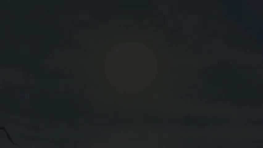 159 ShortCutWhere'sLittleRedwoodFox