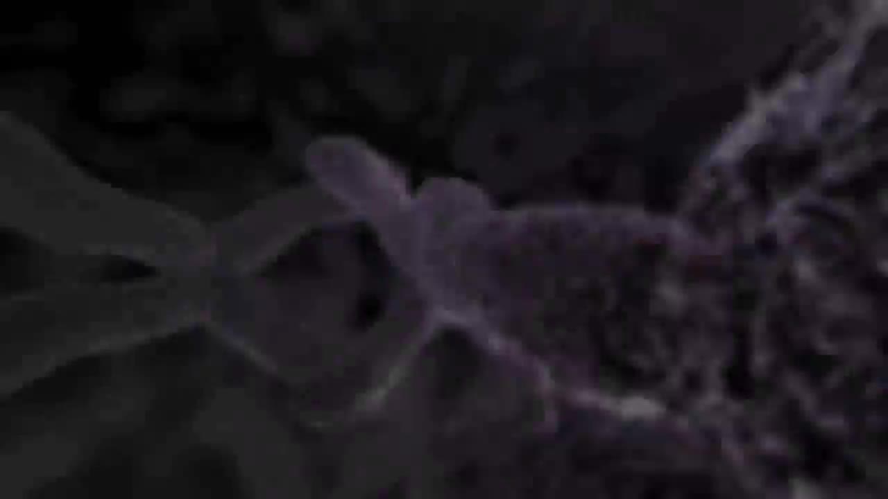 受精过程3D动画 29-Fertilization (Conception)