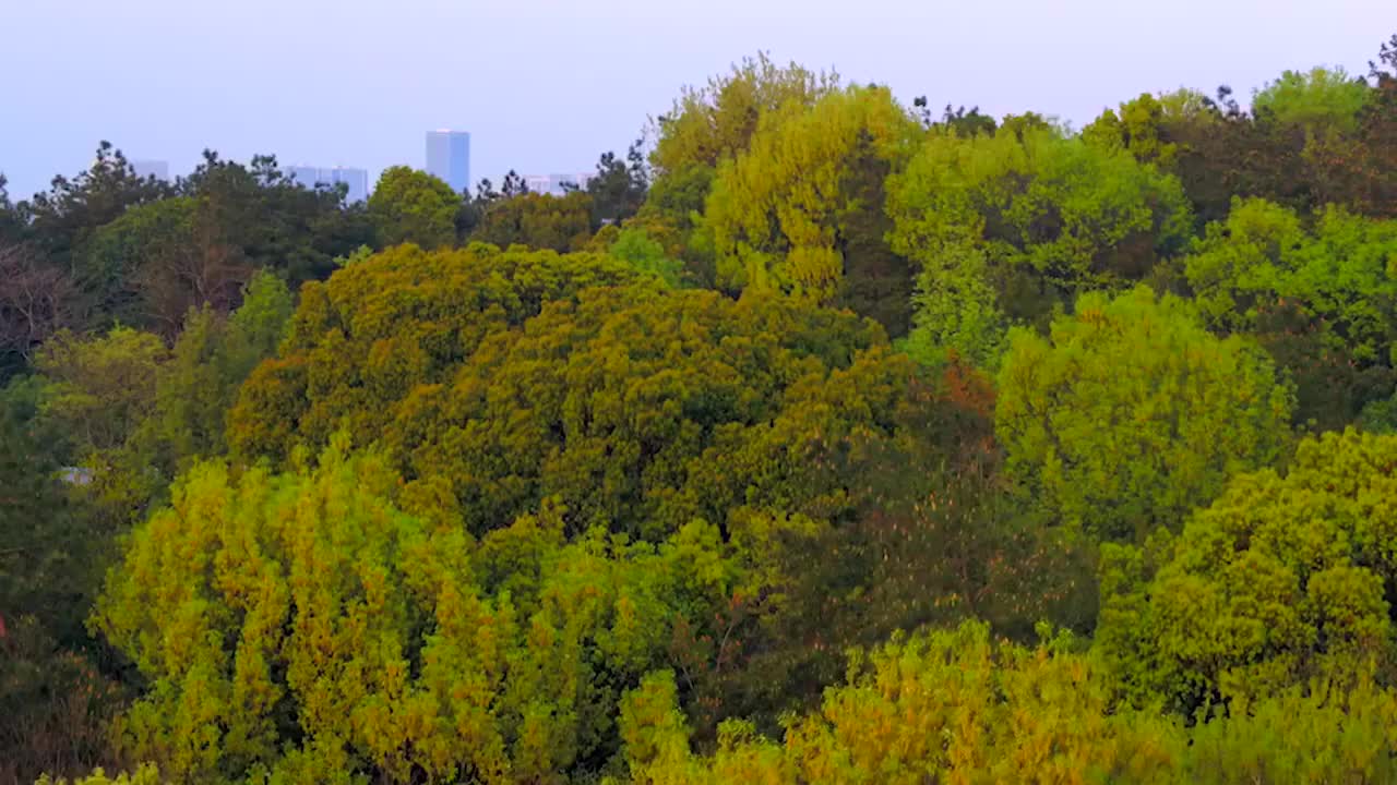 【美丽中国】《Amazing China》双语字幕绝佳英语听力素材，感受中国自然风光-p26-26.美丽樱花谷[高清版]