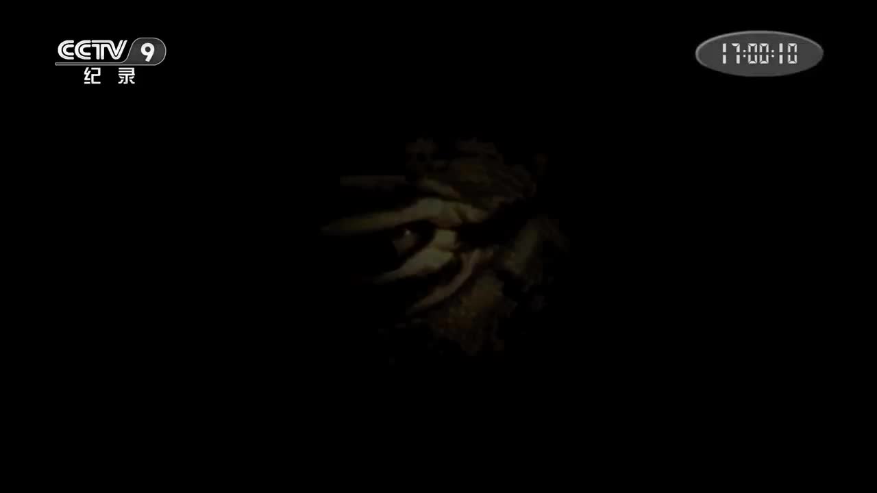 野性澳大利亚【5集纪录片】-p5-5. 神奇之旅[1080P]