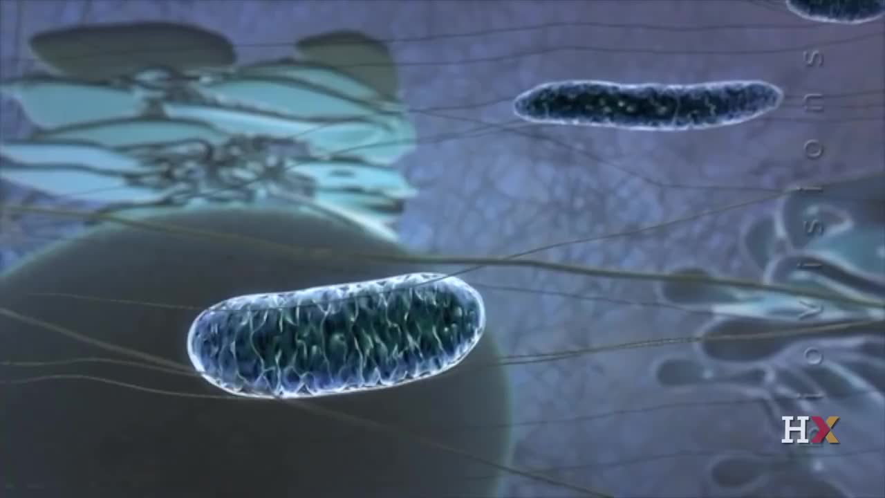 线粒体是细胞的动力源 3-Mitochondria the cell's powerhouse