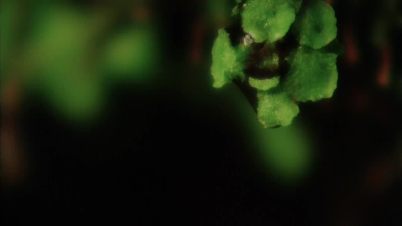 九华山（上）[1080P]