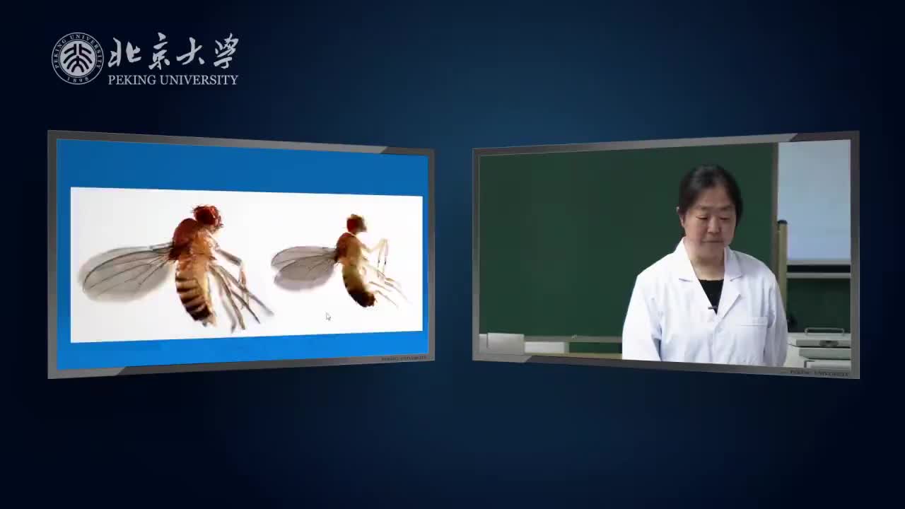 4.2.1-实验理论：果蝇的雌雄鉴别和突变体观察-2