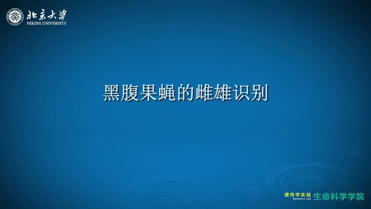 1.4.1-果蝇的雌雄识别