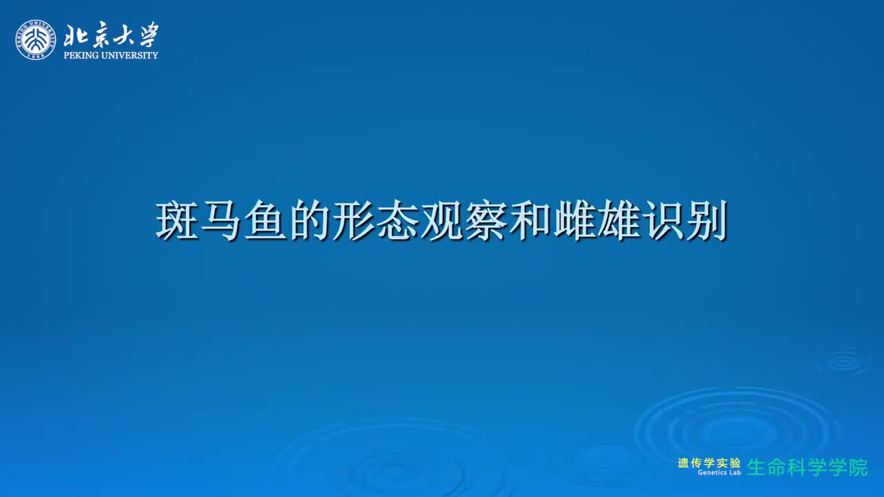 1.5.1-斑马鱼雌雄形态观察和产卵演示