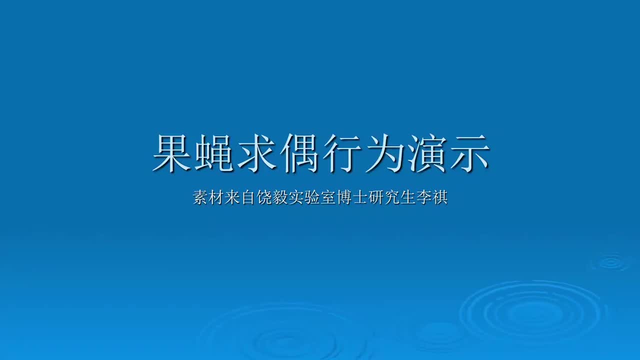 6.7.1-果蝇求偶行为演示