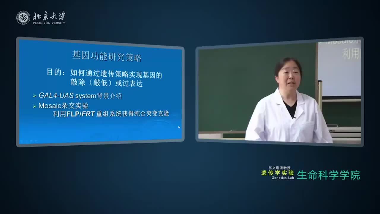 6.1.1-实验理论：FLP-FRT-重组系统与Mosaic杂交实验-1