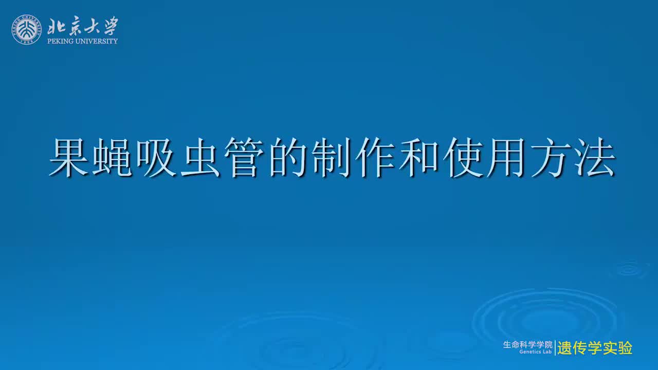 4.4.1-果蝇吸虫管的制作和使用方法