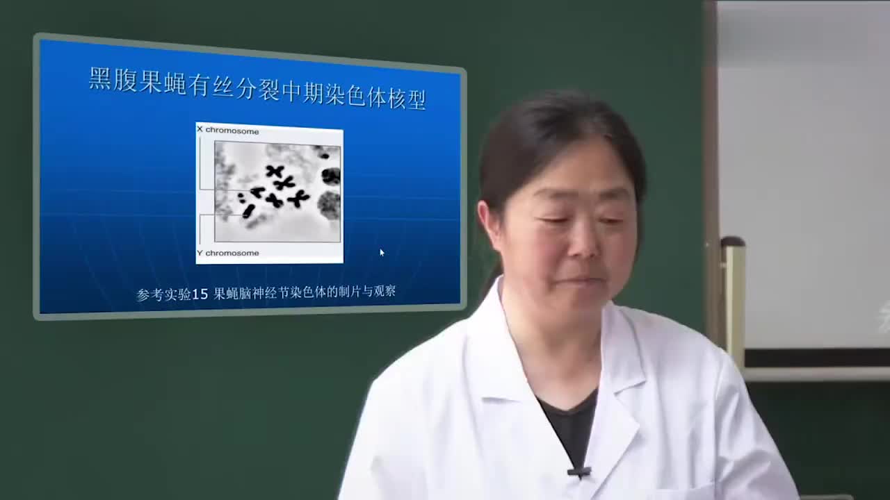 2.2.1-实验理论-果蝇的平衡染色体-1