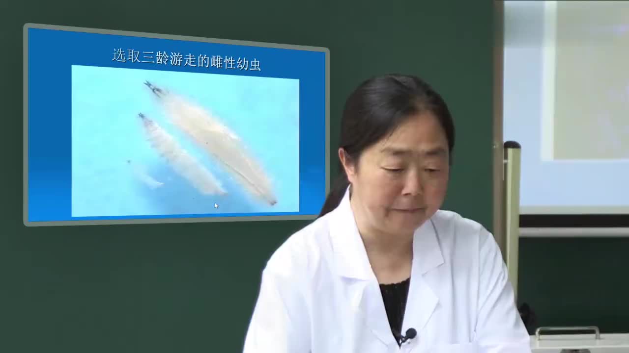 3.2.1-实验理论：果蝇唾腺染色体的压片及观察-2