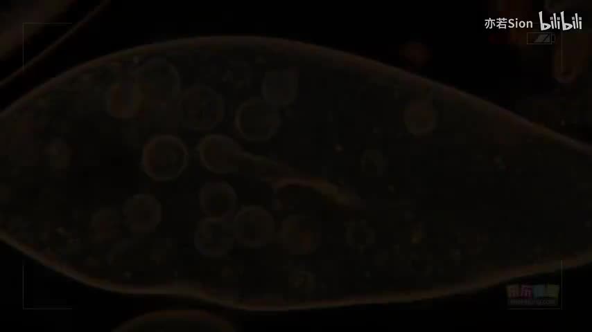 26. 单细胞生物的特点和种类