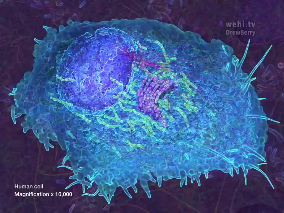 细胞器2；细胞骨架 51-Cell Organelles 2 Cytoskeleton