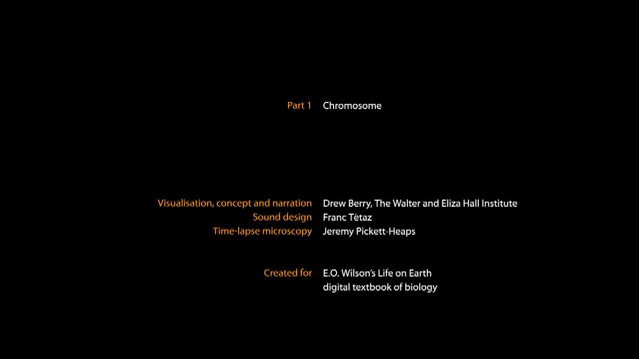 染色体着丝粒 19-Chromosome and Kinetochore (2014) Drew Berry wehi.tv