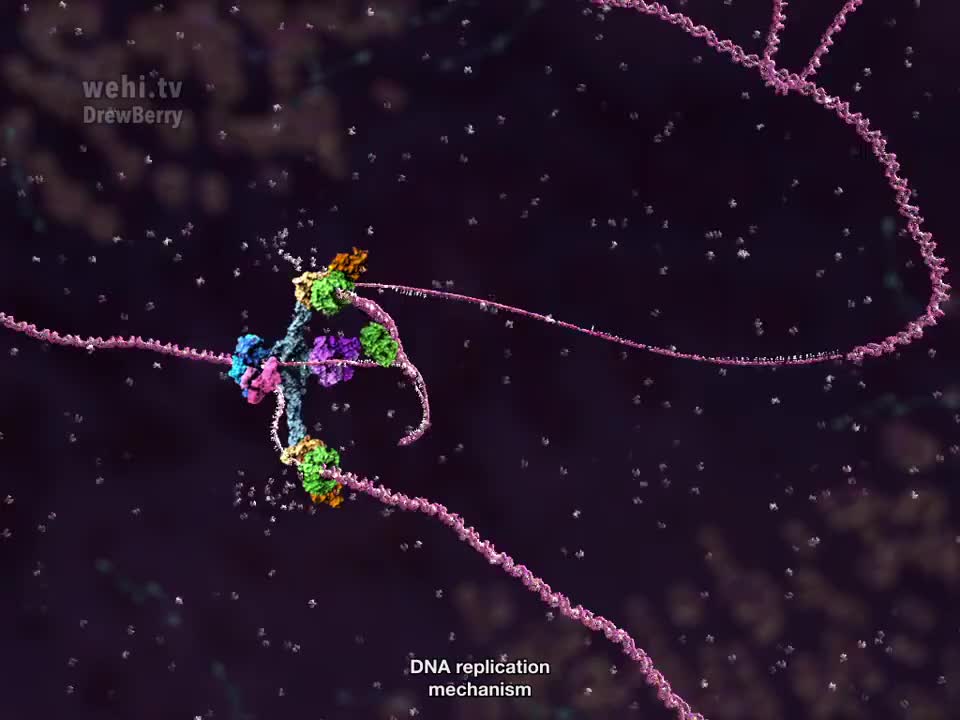 DNA复制 48-DNA Replication 2010