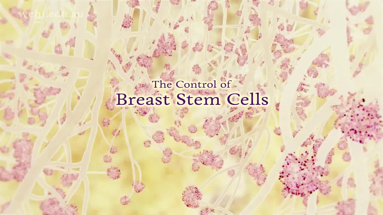 乳腺干细胞的控制 33-The Control of Breast Stem Cells (2010) by Etsuko Uno wehi.tv