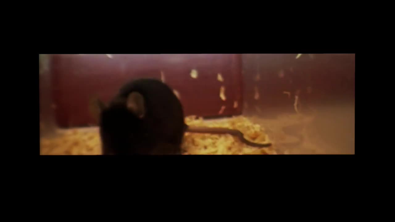 全脑目录 40-The Whole Brain Catalog (httpwholebraincatalog.org)