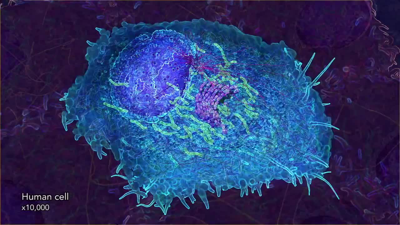 人体细胞的细胞器 4-Organelles of a human cell (2014) by Drew Berry and Etsuko