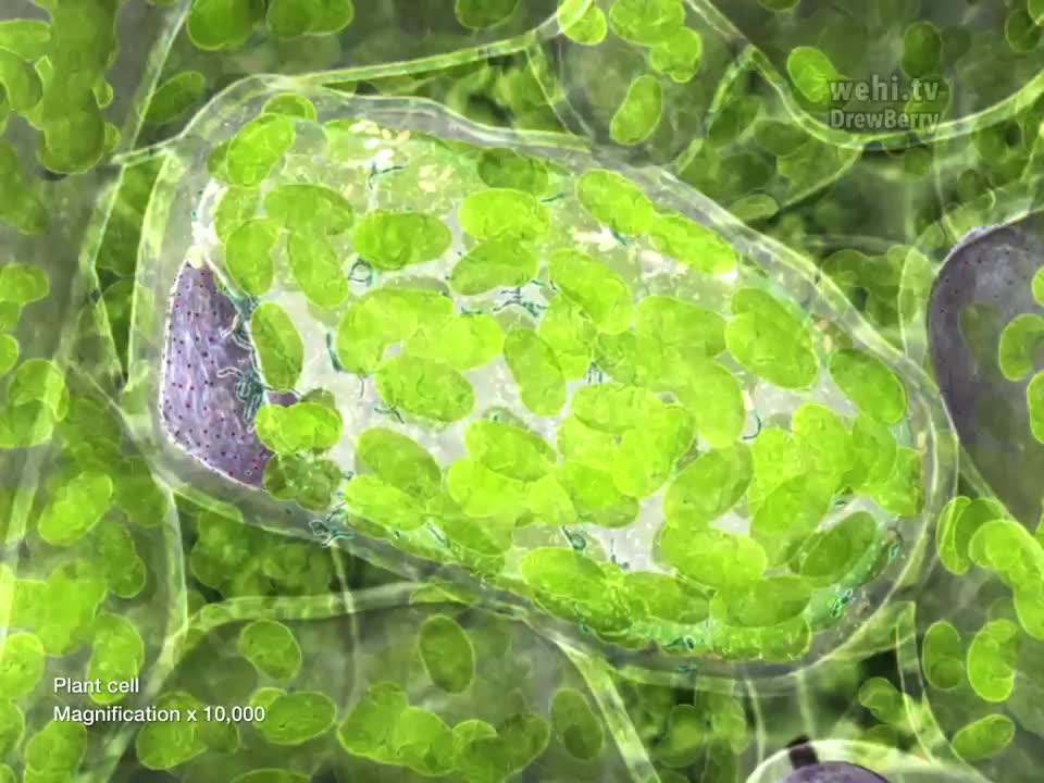 细胞器10：植物细胞 58-Cell Organelles 10 Plant Cells