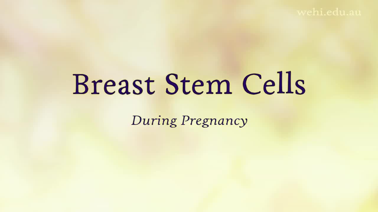 乳腺癌干细胞 14-Breast Stem Cells (2010) Etsuko Uno wehi.tv