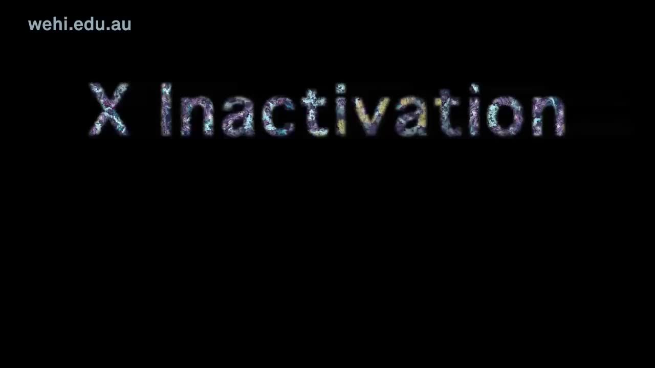 失活和表观遗传学 16-X Inactivation and Epigenetics (2017) Etsuko Uno wehi.tv