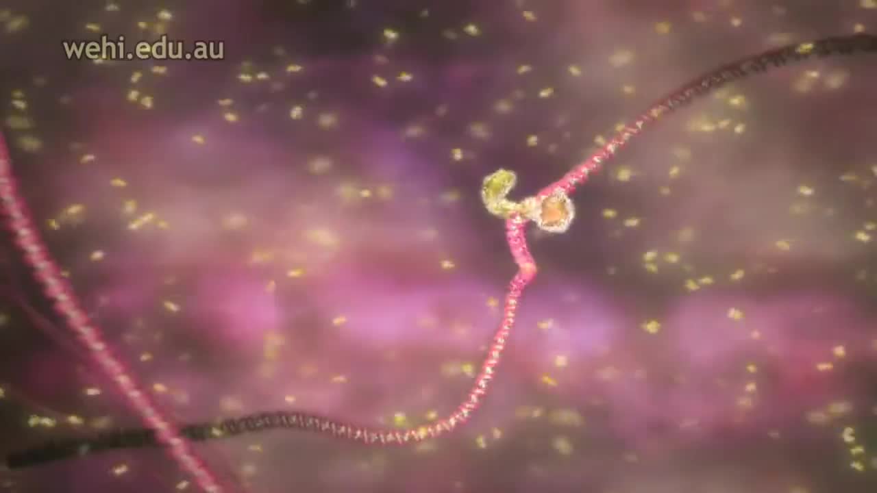 基因转录-中心法则第1部分 30-Gene Transcription - Central Dogma Part 1