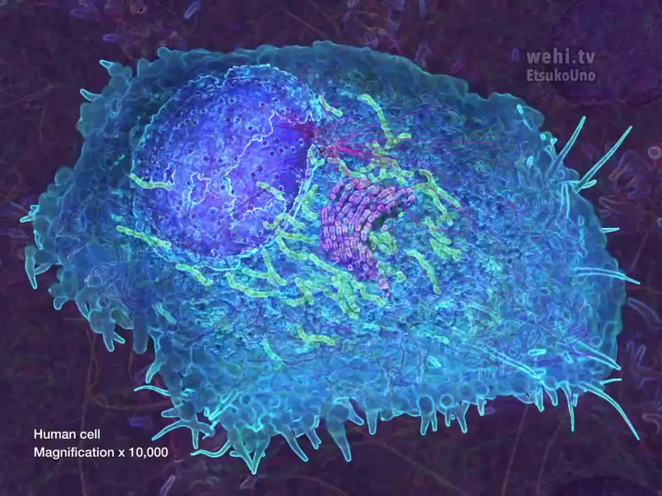 细胞器4：细胞膜 53-Cell Organelles 4 Plasma Membrane