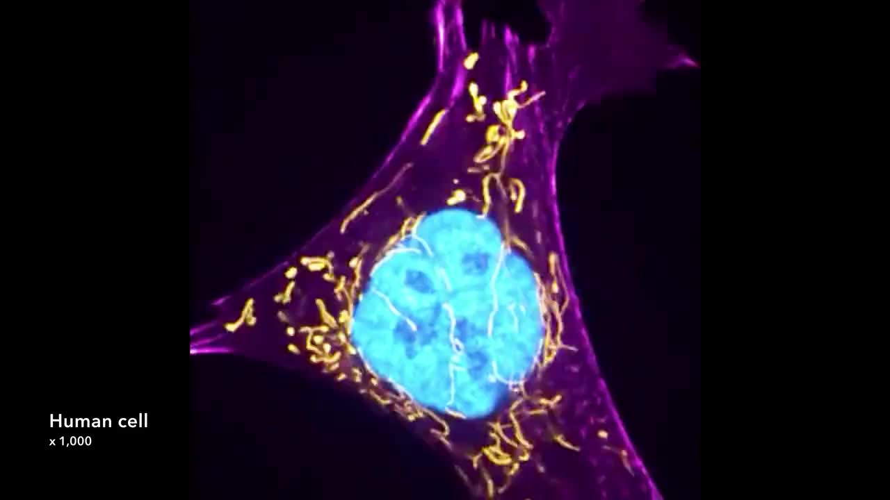 电子传递链 8-Electron Transport Chain (2019) Drew Berry wehi.tv