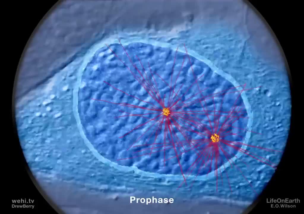 有丝分裂注释 59-Mitosis annotated