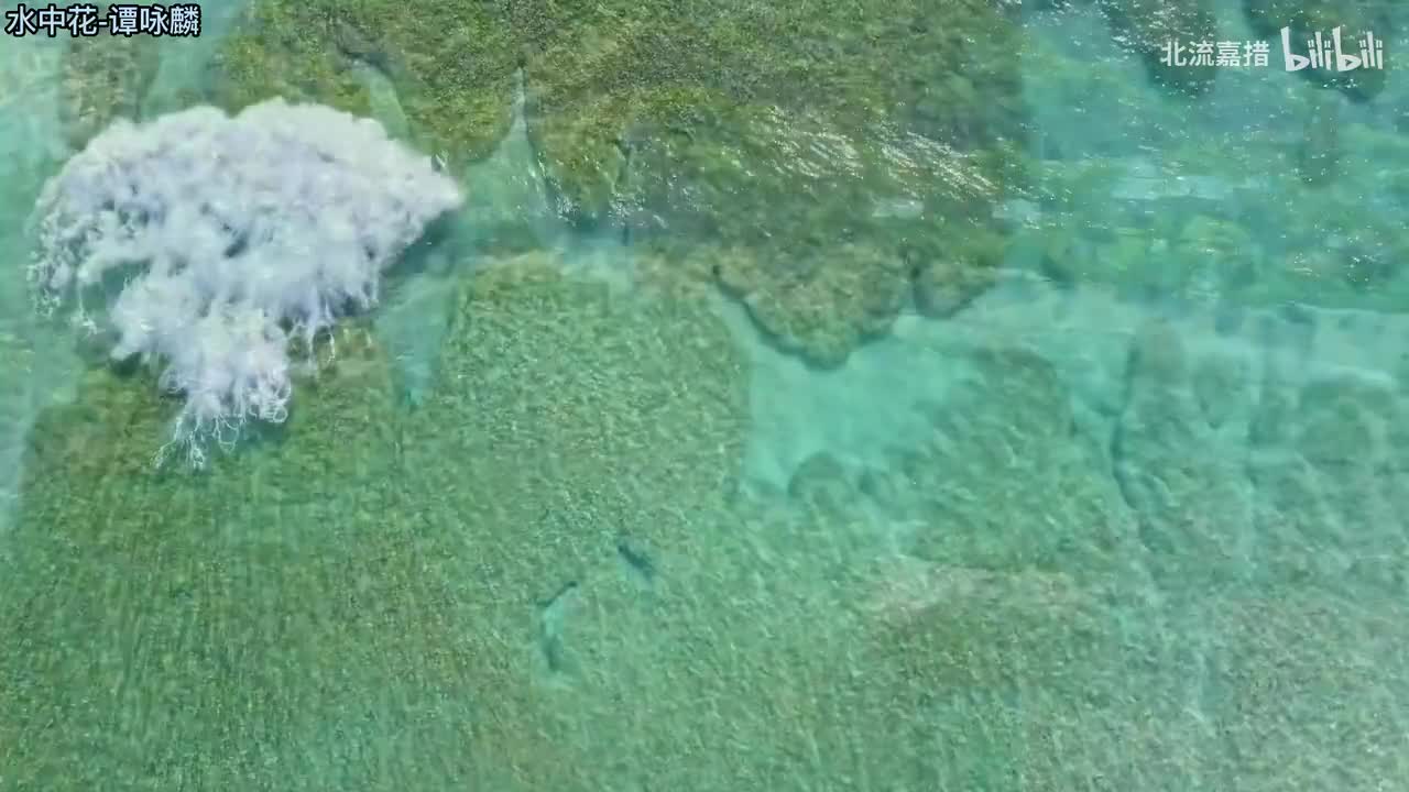 31.水中花-谭咏麟