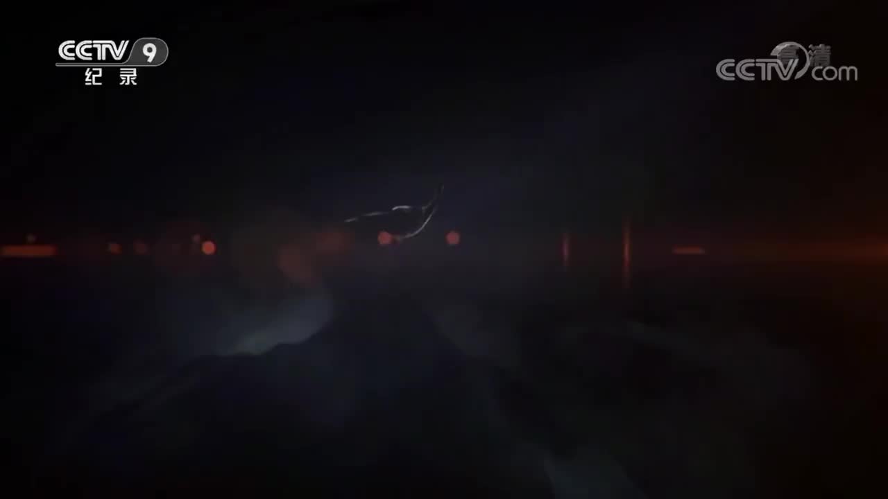 《鹤舞长江》 第5集 生命脉动