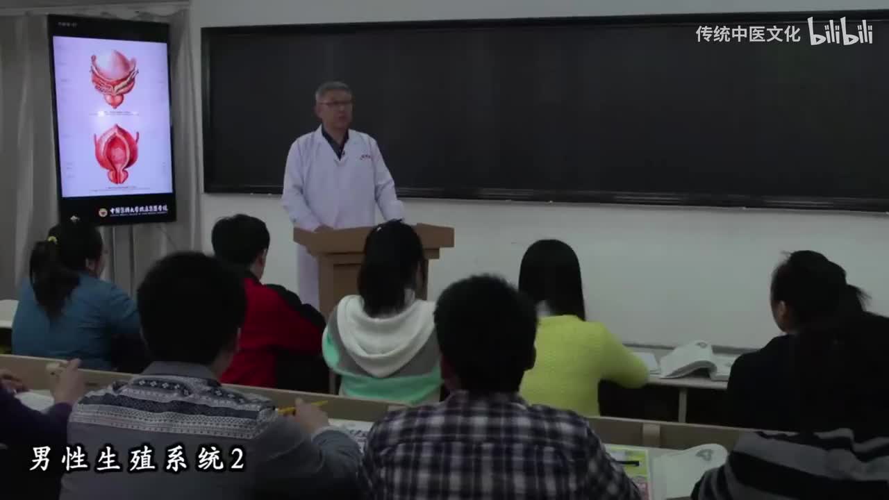 31-解刨学-生殖系统-男性2
