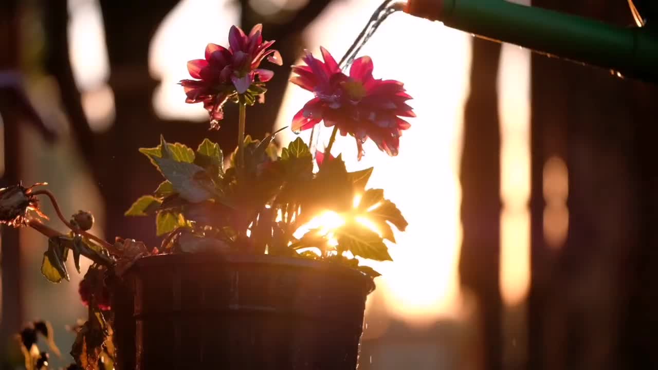 2.1080P唯美清晨阳光浇花高清实拍视频