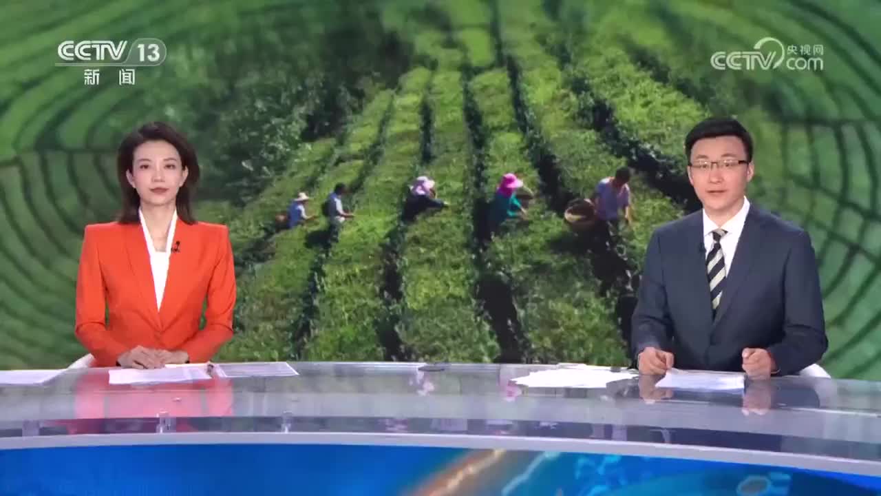 茶产业一线观察 农技服务分队指导茶农田管 茶园焕发新生