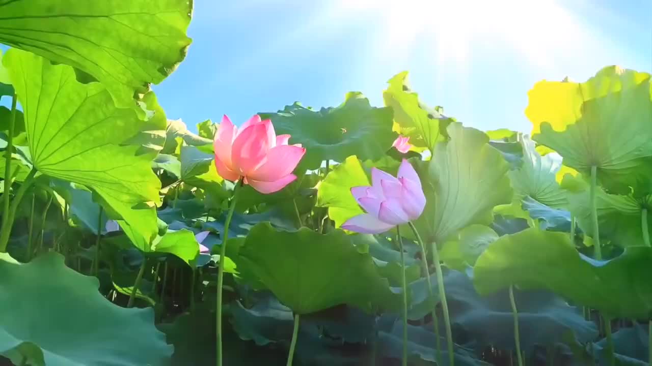 23.夏天_树叶_荷花_林荫路