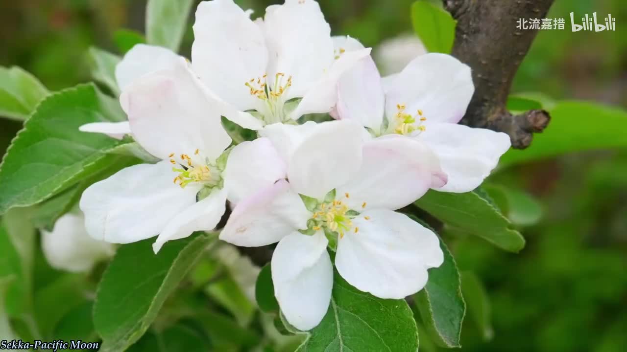 122.Sekka-Pacific Moon