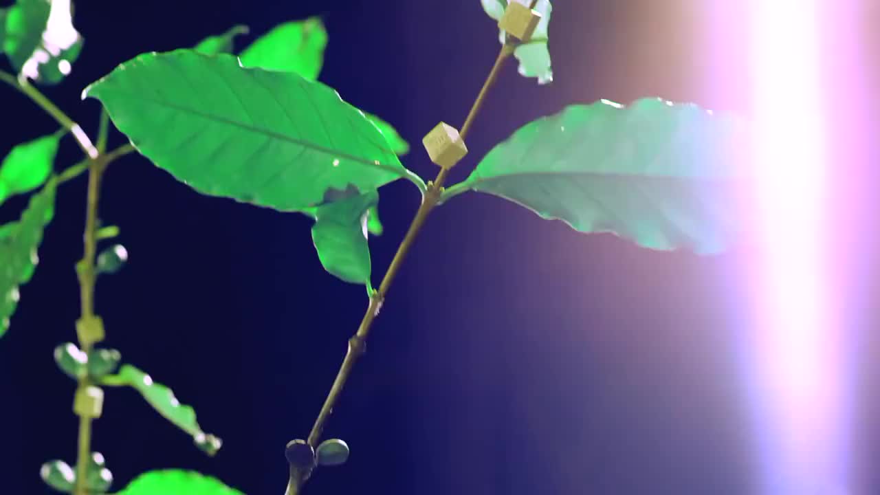 S.H.E-亲爱的树洞