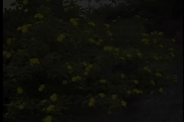 碟A 08 青山-相思未了情（华声）