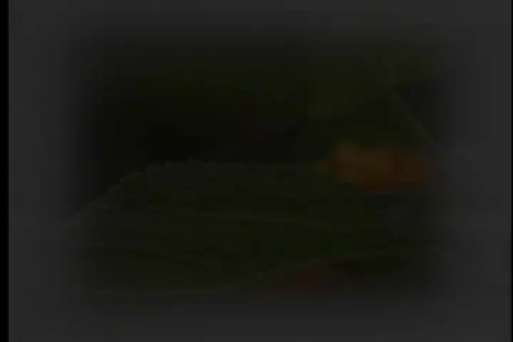 碟B 09 青山-泪的小花（华声）