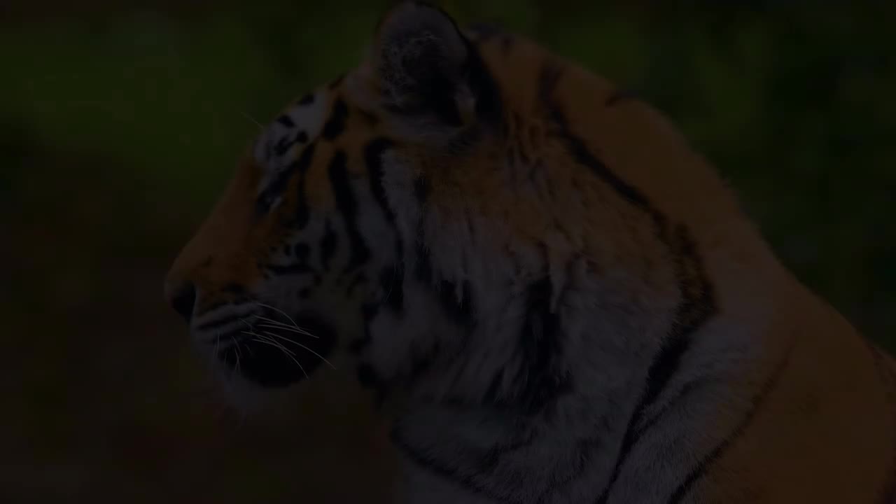 最美丽的动物与轻松的音乐