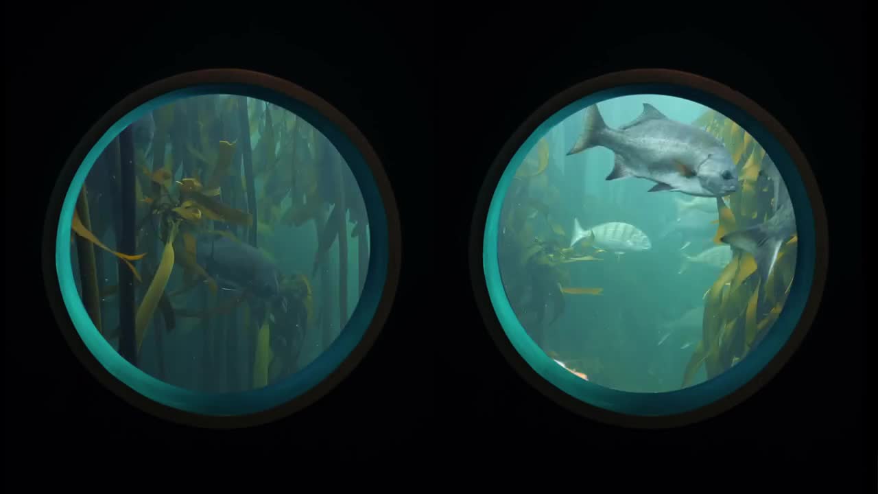 海底世界-Under the sea