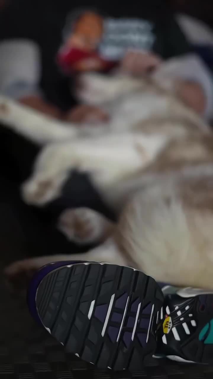 大力王抚摸狗狗（最温馨的一集）