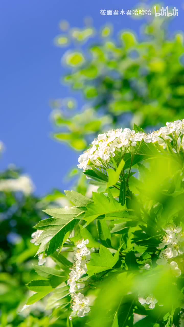 55.Silent Partner - Spring In My Step