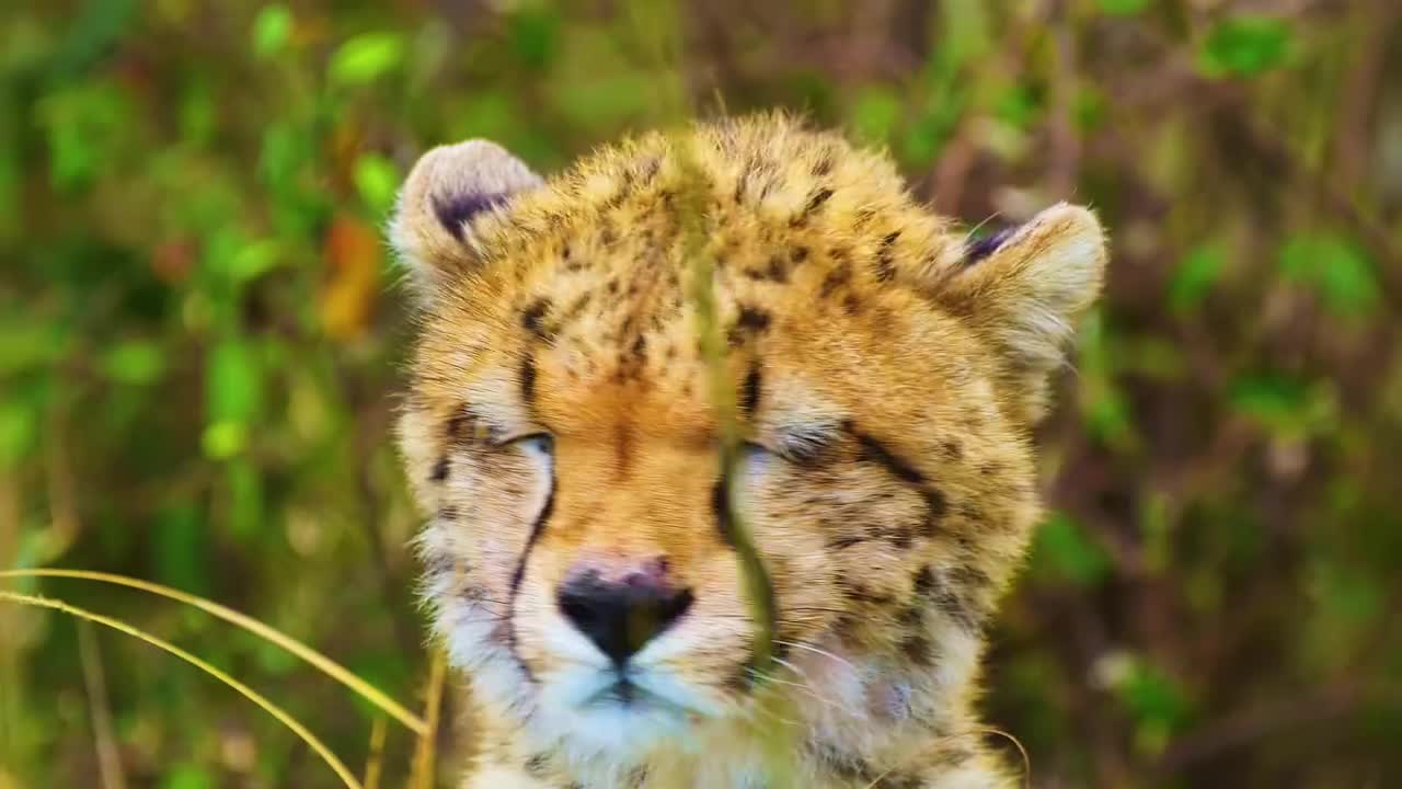 世界上最美丽的动物之旅 -来探索我们的动物世界